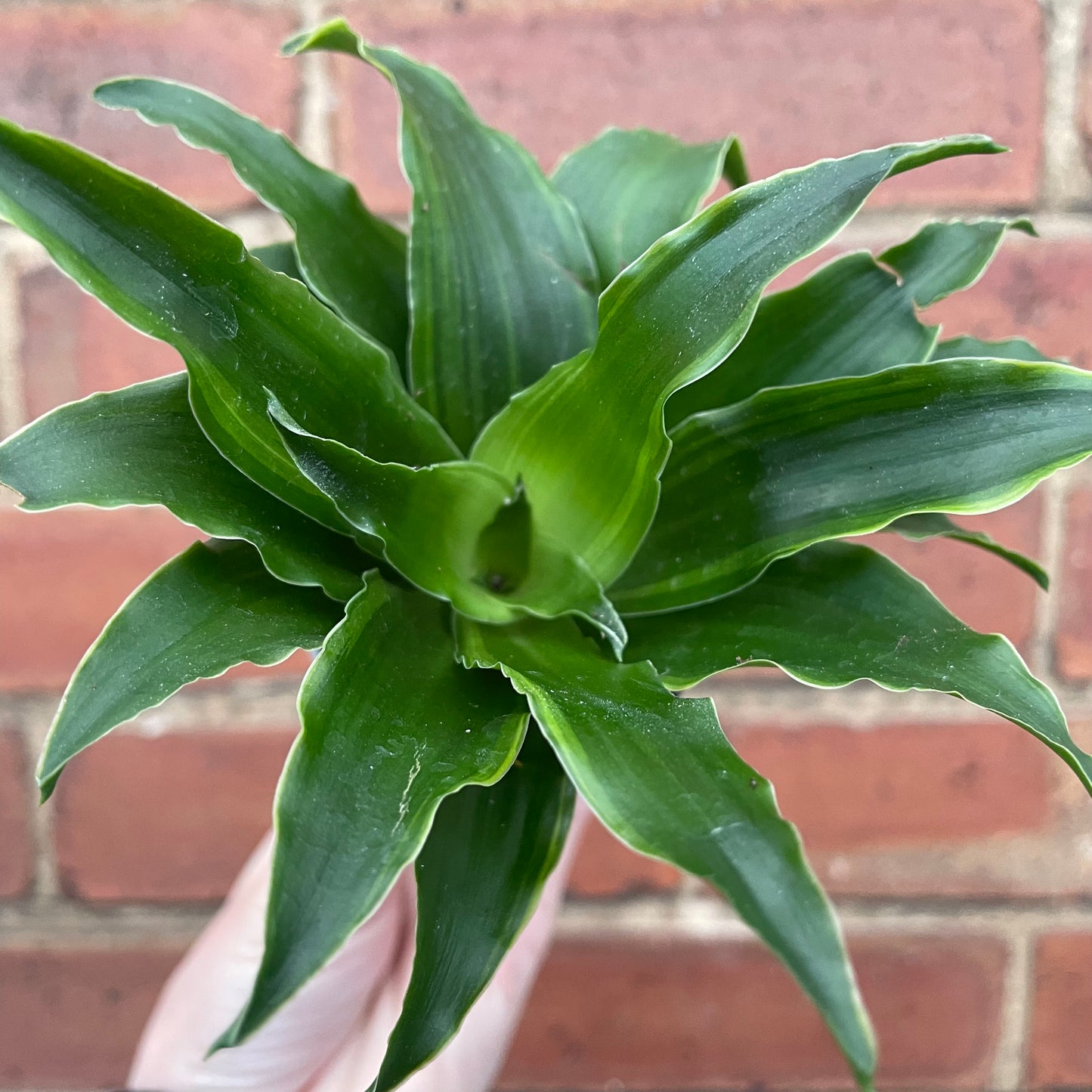 Baby Dracaena Compacta