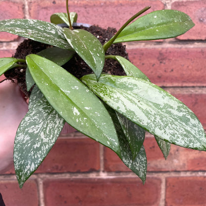 Hoya Pubicalyx Silver Spot