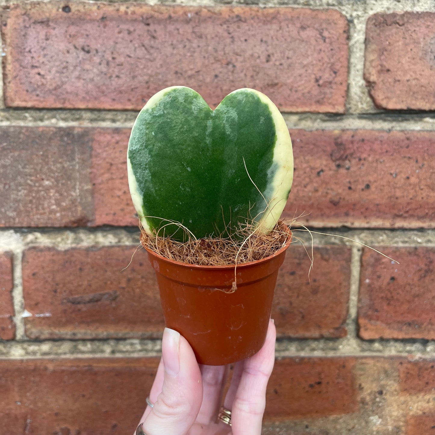 Variegated Hoya Kerrii Sweetheart Plant