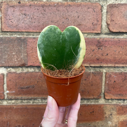 Variegated Hoya Kerrii Sweetheart Plant