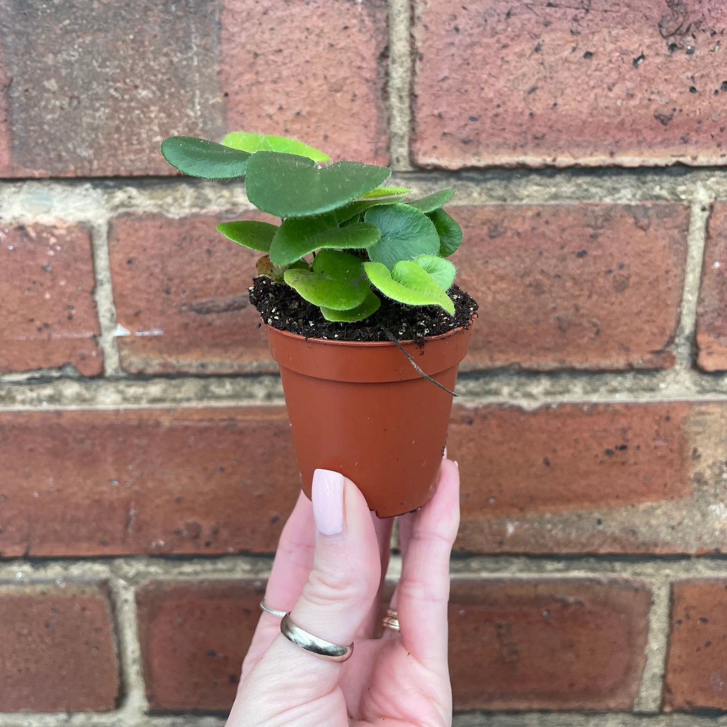 Baby Heart Fern