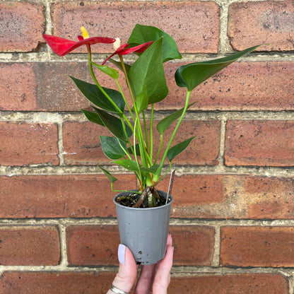 Baby Anthurium Andraeanum