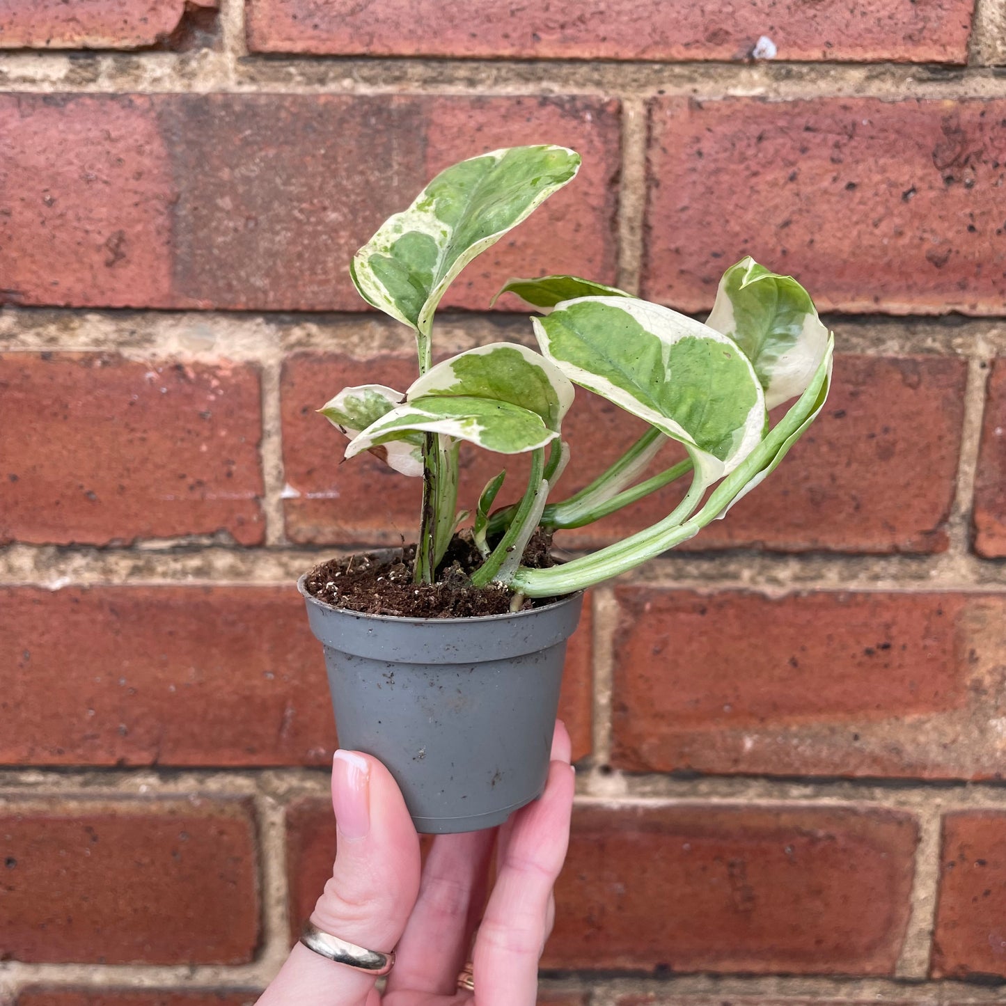 Baby Epipremnum Njoy Pothos