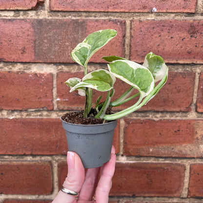 Baby Epipremnum Njoy Pothos