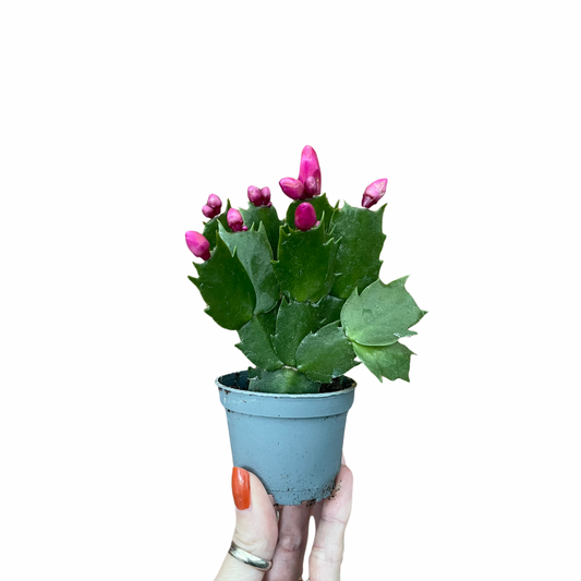 Baby Schlumbergera Christmas Cactus