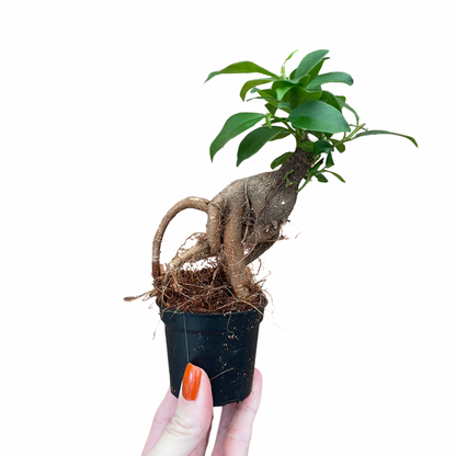 Baby Ficus Ginseng Bonsai Tree