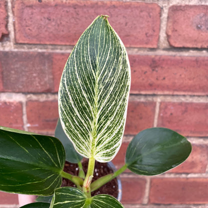 Philodendron Birkin