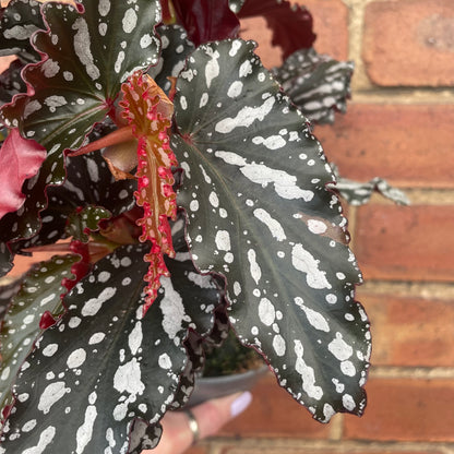 Begonia Maculata 'Crackling Rosie'