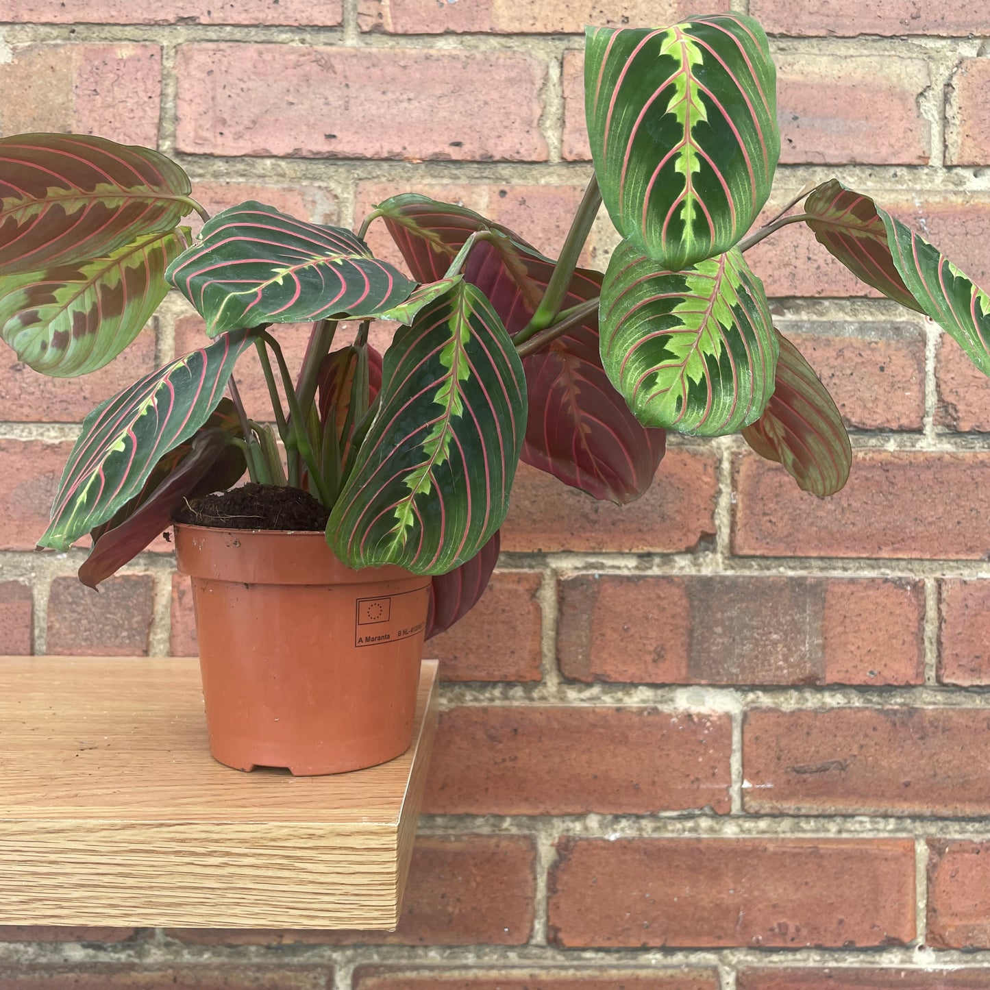Maranta Fascinator Prayer Plant