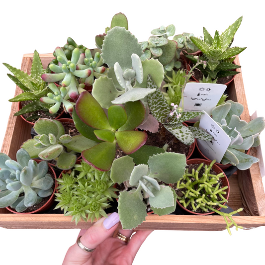 Succulent Mix Mystery Box