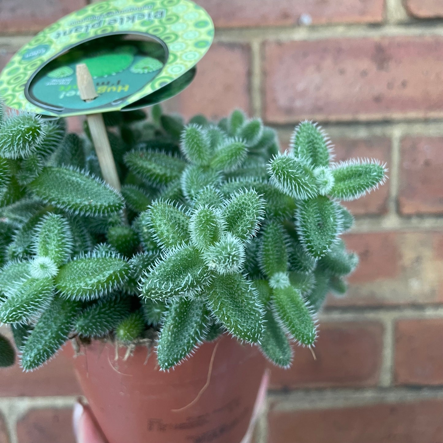 Pickle Plant