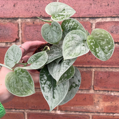 Scindapsus Pictus Silvery Ann Satin Pothos