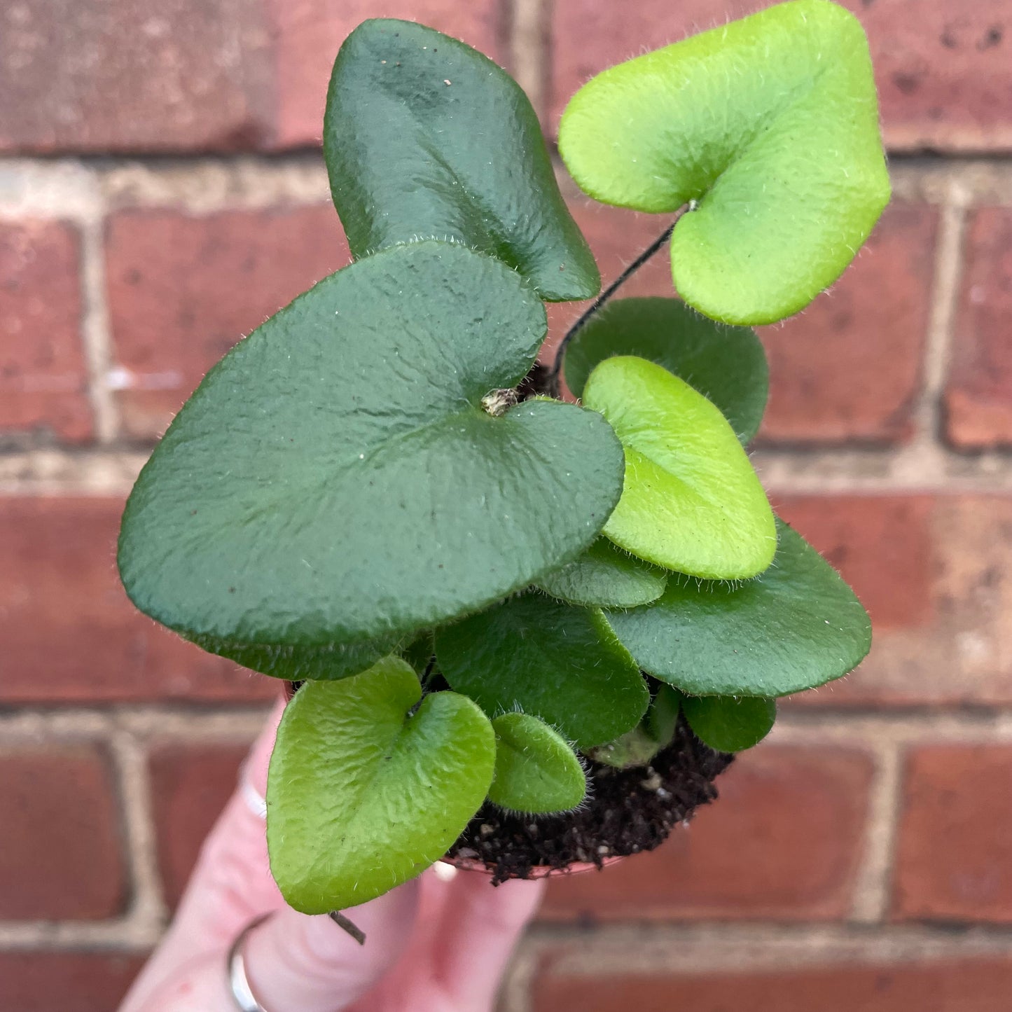 Baby Heart Fern