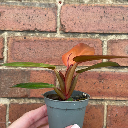 Baby Philodendron Red Sun