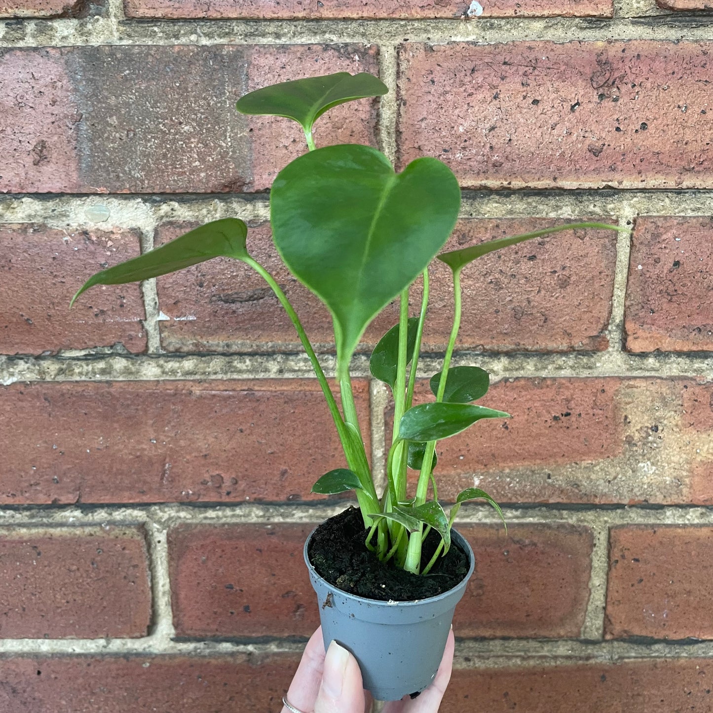 Baby Monstera Deliciosa Swiss Cheese Plant