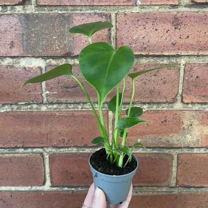Baby Monstera Deliciosa Swiss Cheese Plant