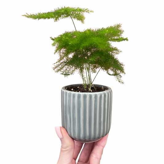 Ridged Design Grey Mini Plant Pot-7cm