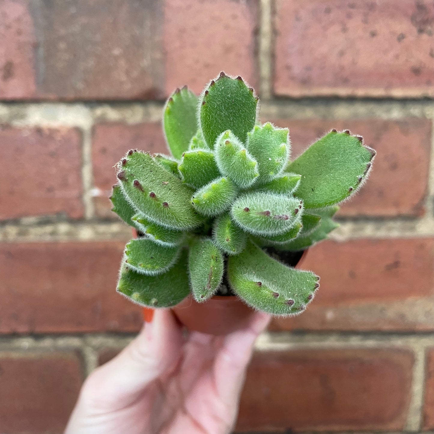 Baby Bear Paw Cotyledon Tomentosa