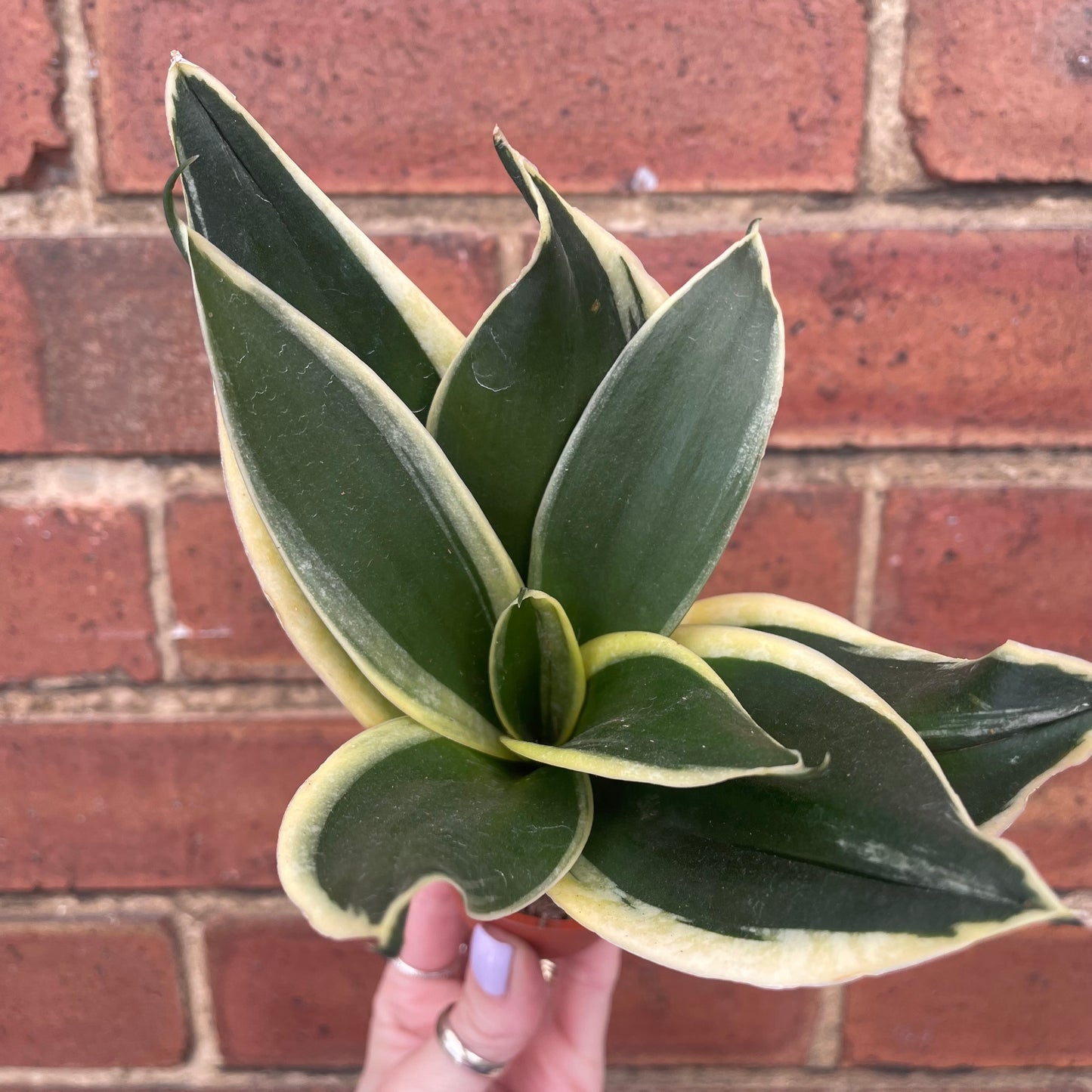 Baby Sansevieria Golden Flame