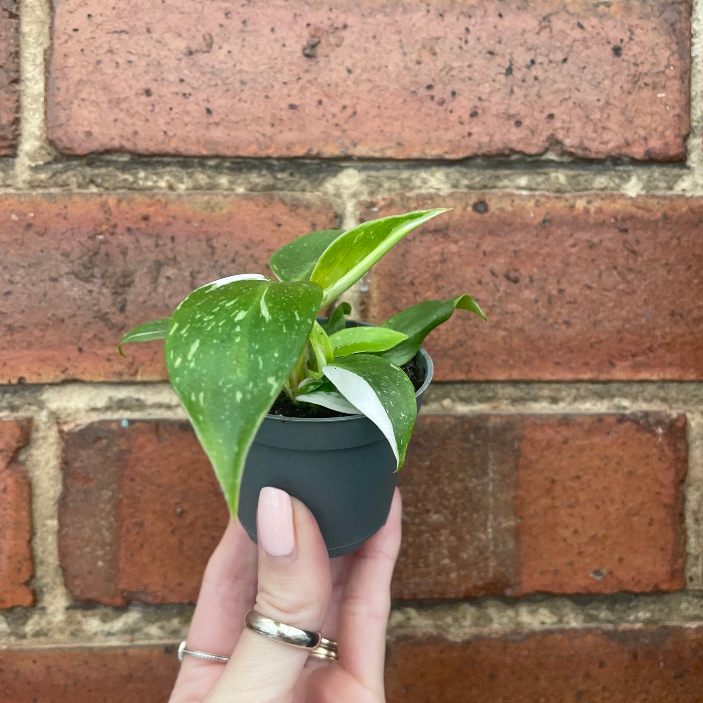Baby Philodendron White Princess