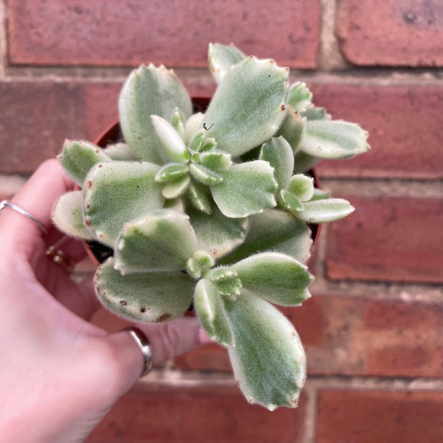 Bear Paw Cotyledon Tomentosa Variegata