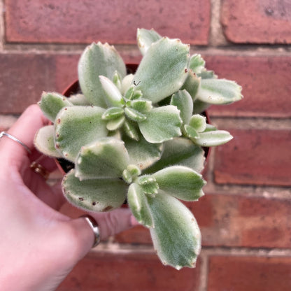 Bear Paw Cotyledon Tomentosa Variegata