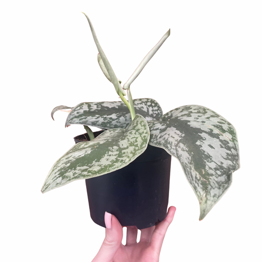Scindapsus Pictus Silvery Ann Satin Pothos