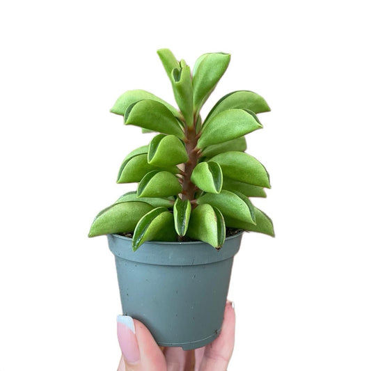 Baby Peperomia Fire Sparks