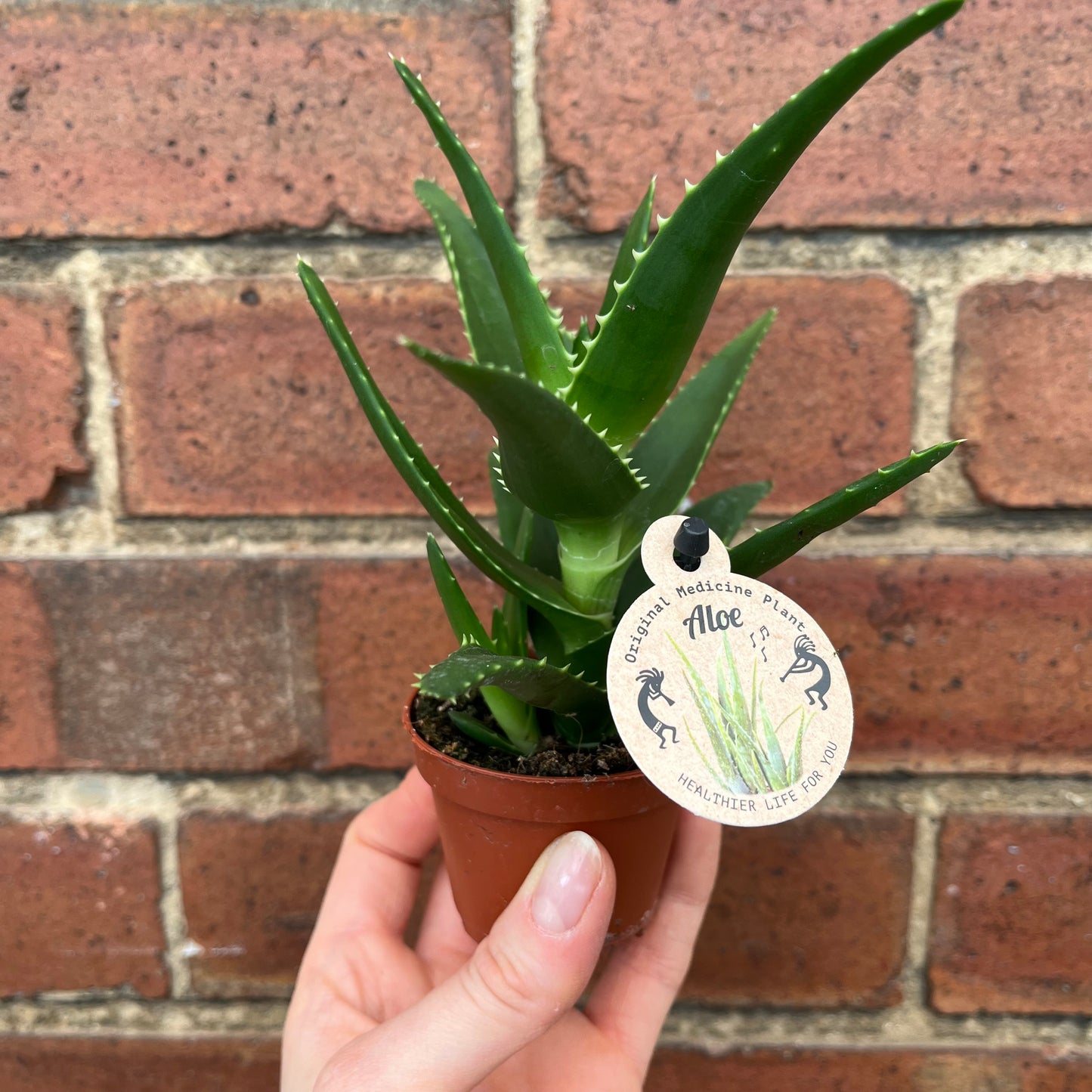 Baby Aloe Mitre Plant