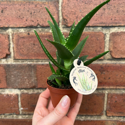 Baby Aloe Mitre Plant