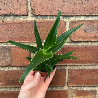 Baby Aloe Mitre Plant