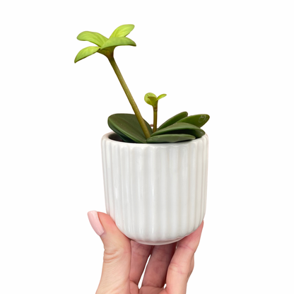Ridged Design White Mini Plant Pot-7cm