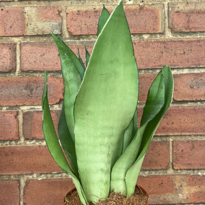 Sansevieria Moonshine Snake Plant