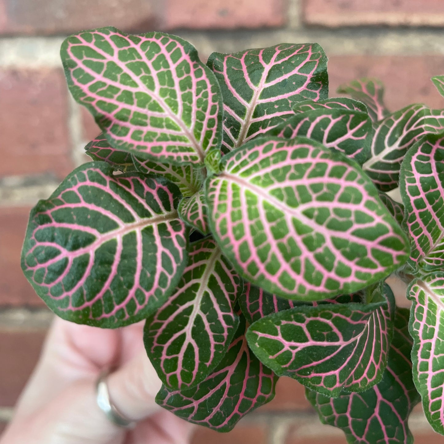Baby Fittonia 'Mistral' Nerve Plant