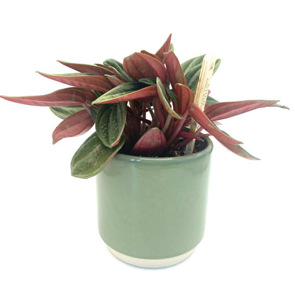 Green Ceramic Mini Plant Pot-7cm