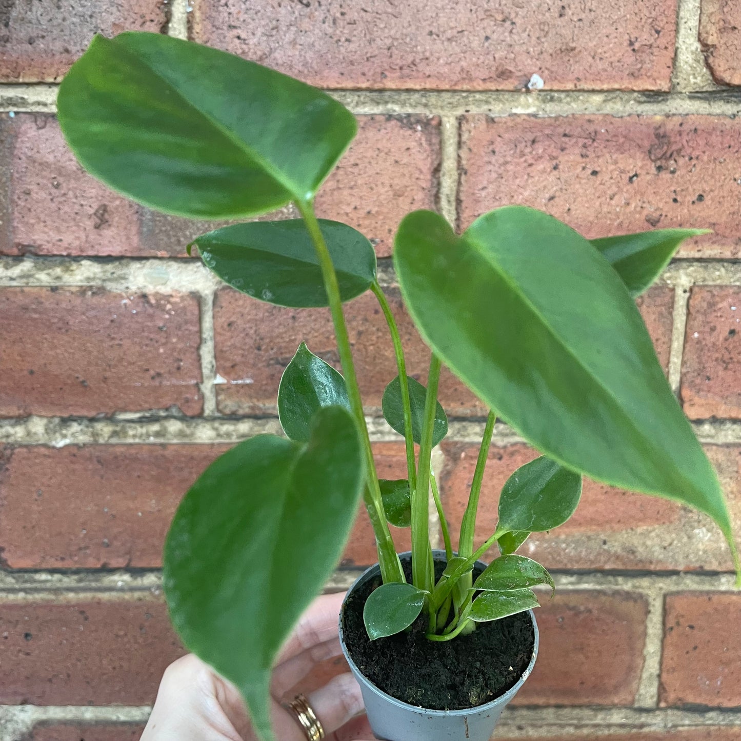 Baby Monstera Deliciosa Swiss Cheese Plant