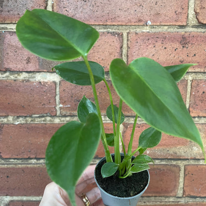 Baby Monstera Deliciosa Swiss Cheese Plant