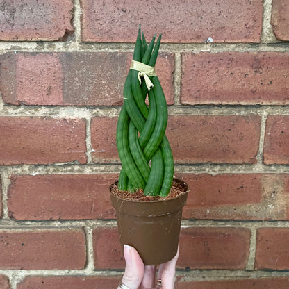 Sansevieria Cylindrica Braided