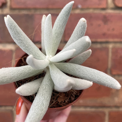 Baby Senecio Haworthii Mount Blanc/Woolly Senecio