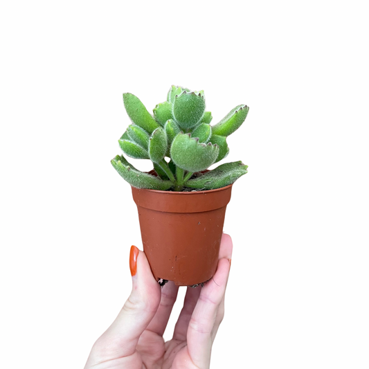 Baby Bear Paw Cotyledon Tomentosa
