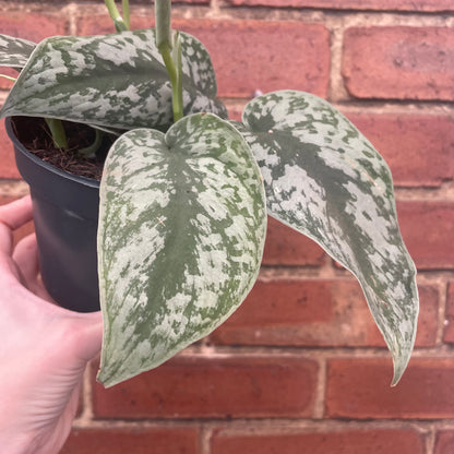 Scindapsus Pictus Silvery Ann Satin Pothos