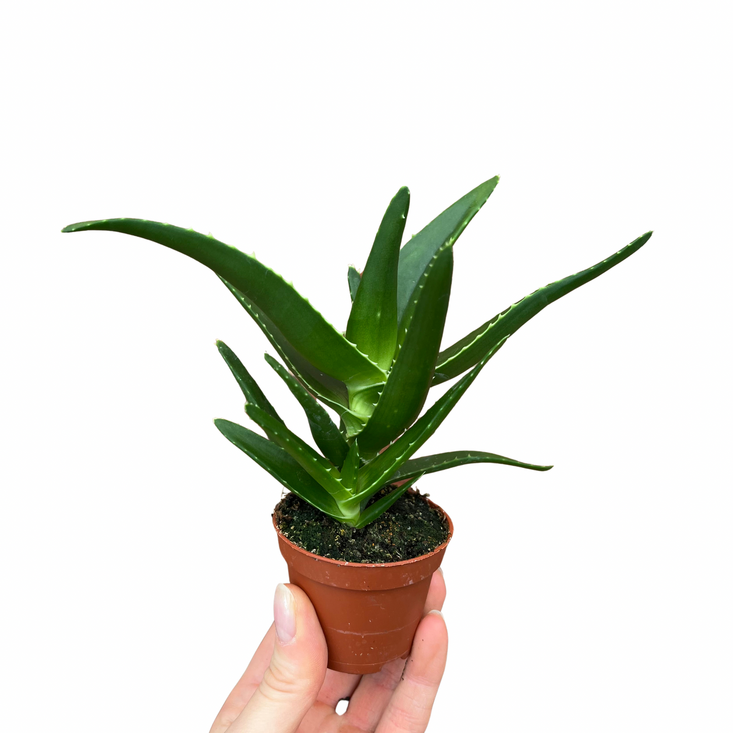 Baby Aloe Mitre Plant