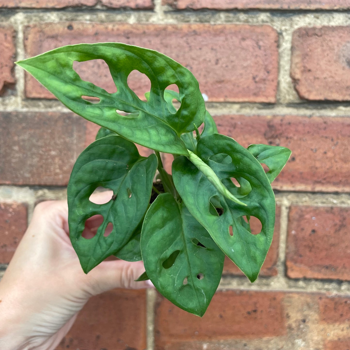 Baby Monstera Adansonii Monkey Mask