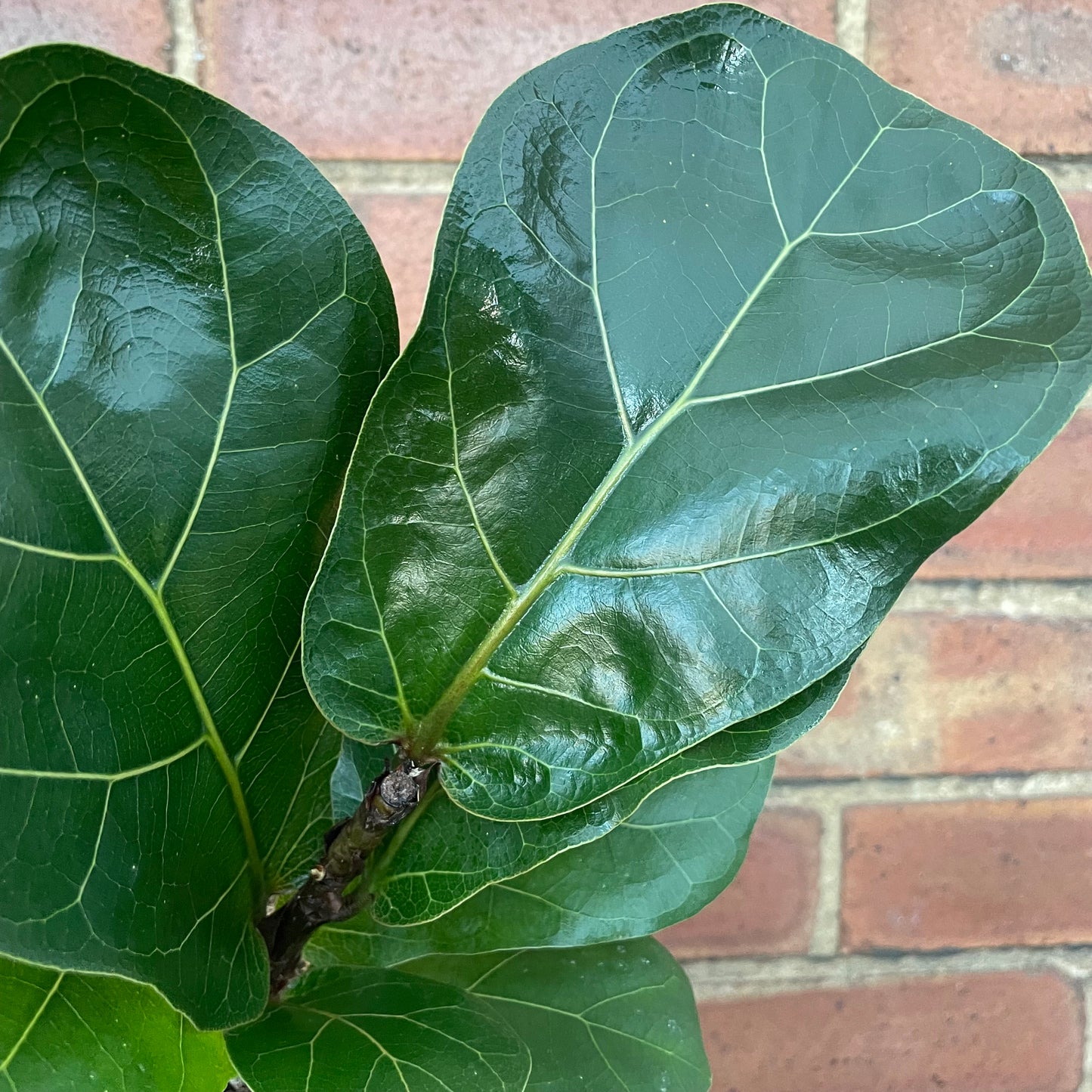 Ficus Lyrata Fiddle Leaf Fig