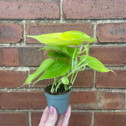 Baby Philodendron Micans Lime