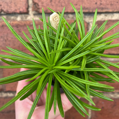 Baby Peperomia Happy Bean