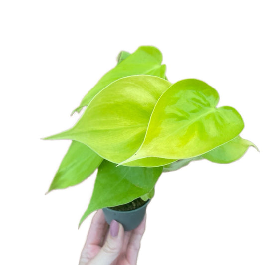 Baby Philodendron Micans Lime