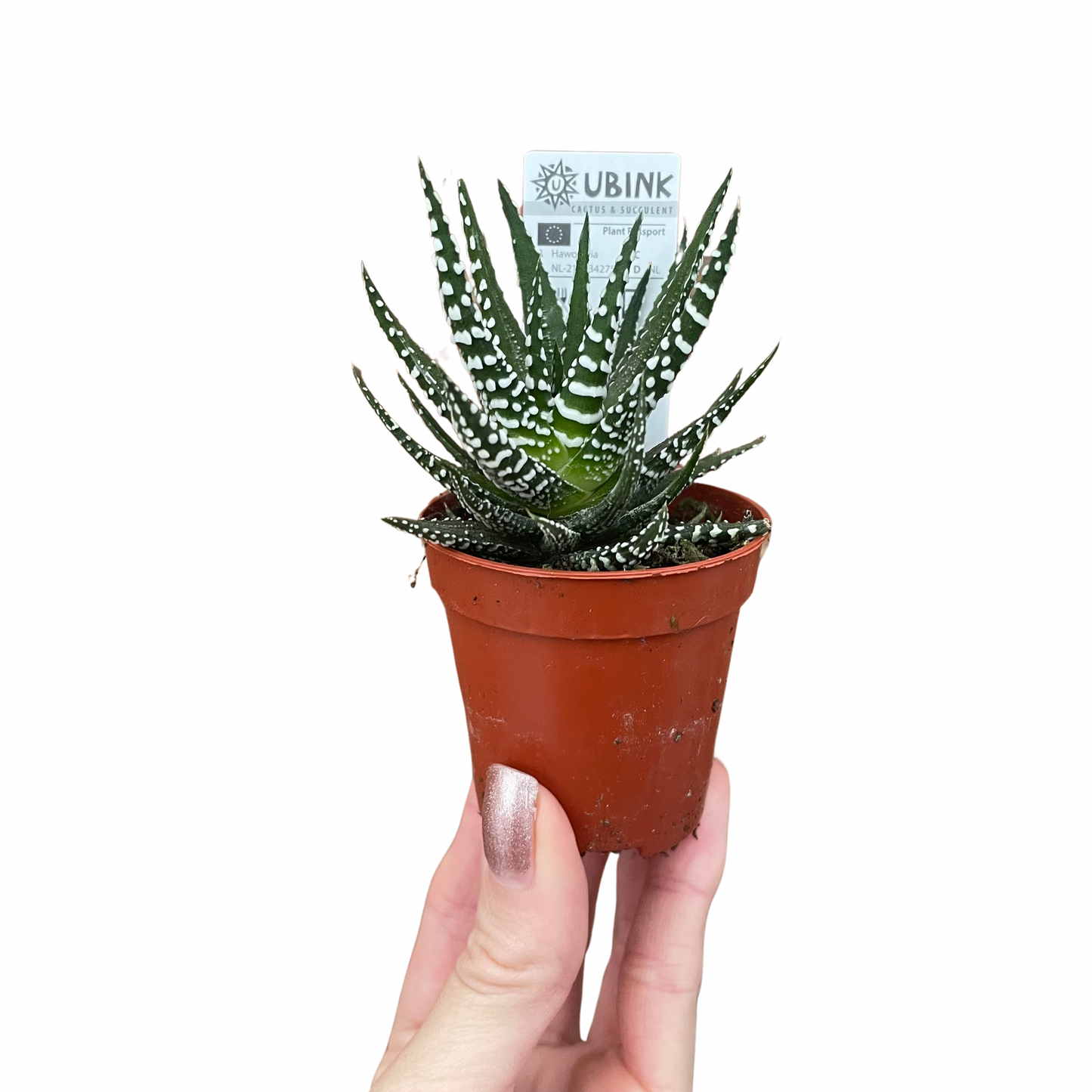 Haworthia Fasciata Alba Succulent Zebra Plant