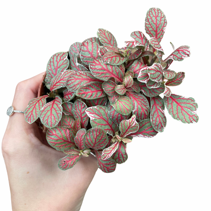 Fittonia Nerve Plant 'Grey Sensation'
