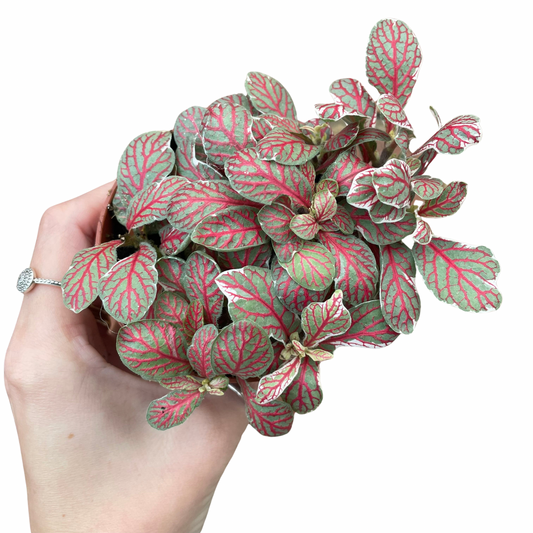 Fittonia Nerve Plant 'Grey Sensation'